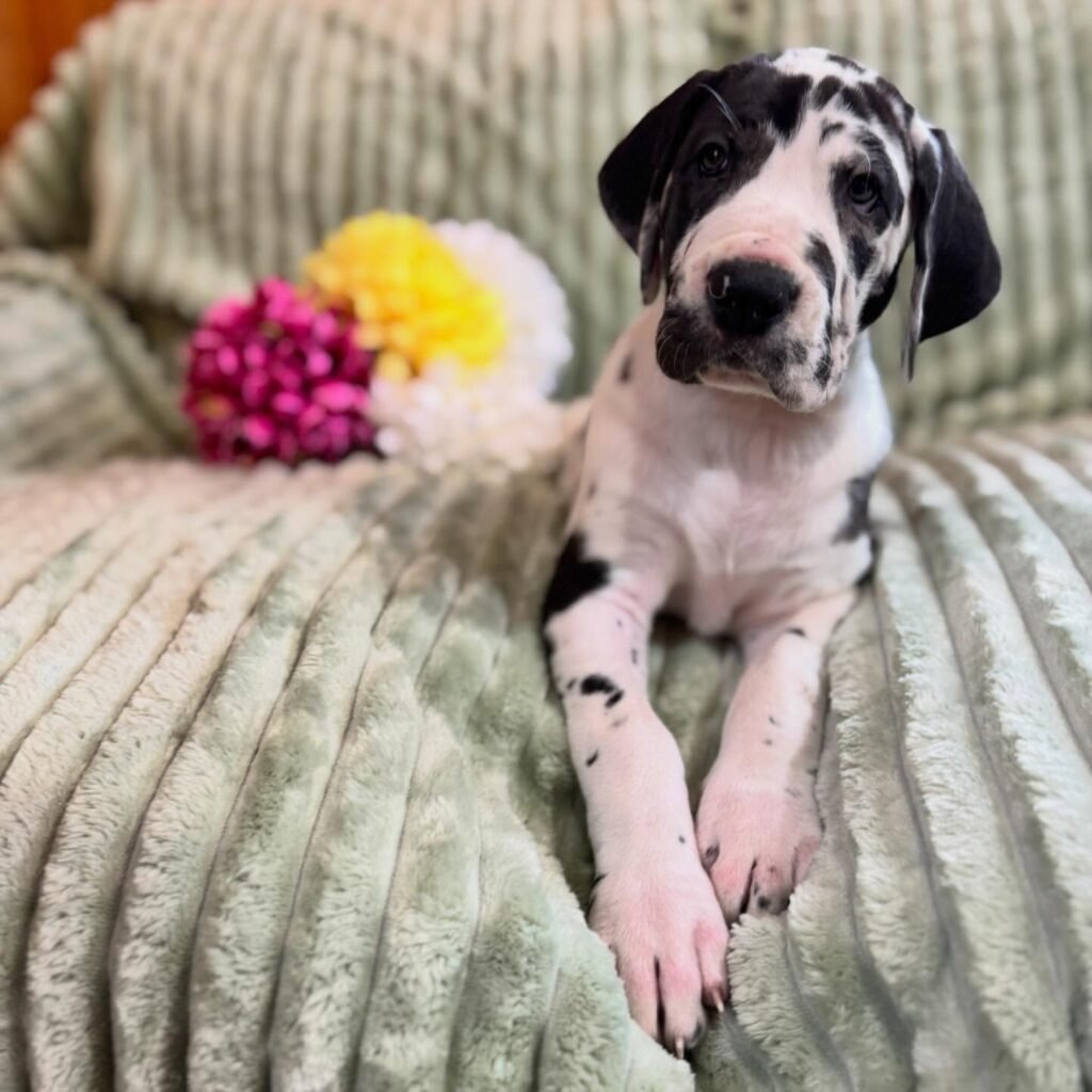 Spaghetti the Great Dane Great Dane puppy