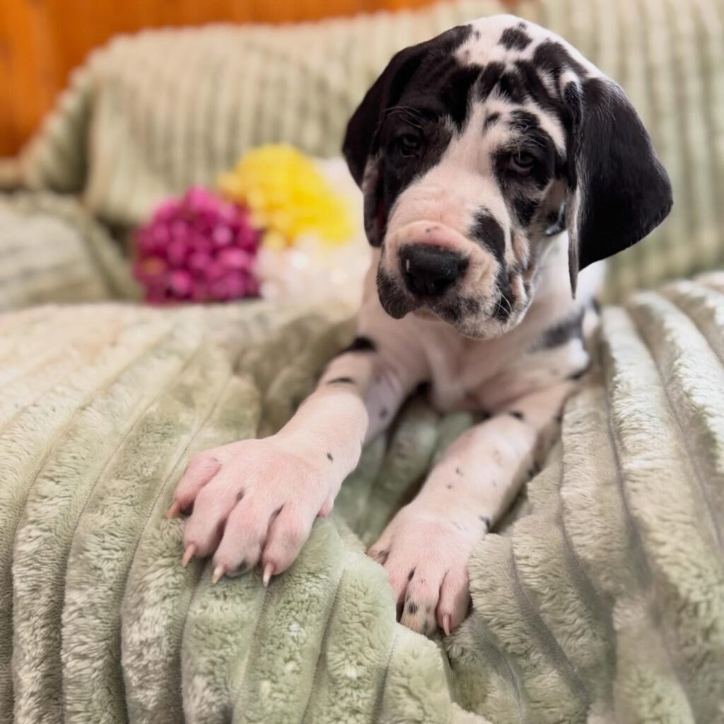 Spaghetti the Great Dane Great Dane puppy