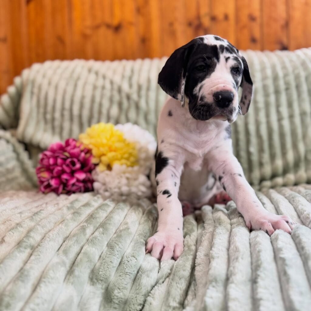 Spaghetti the Great Dane Great Dane puppy