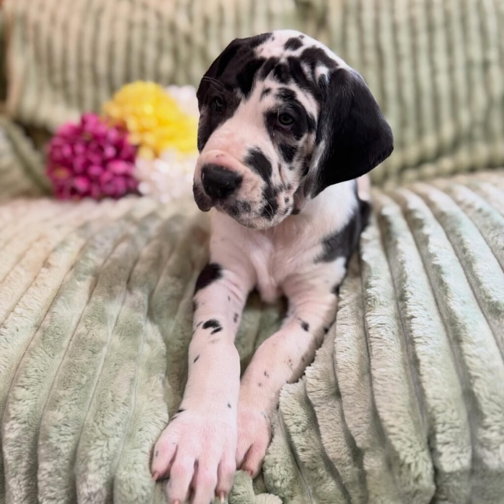 Spaghetti the Great Dane Great Dane puppy