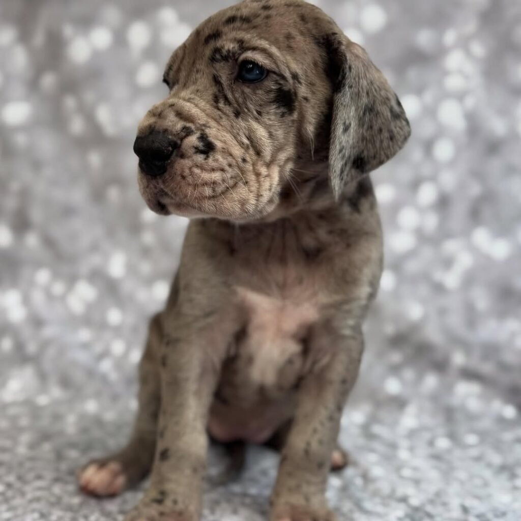 Sydney the Great Dane Great Dane puppy