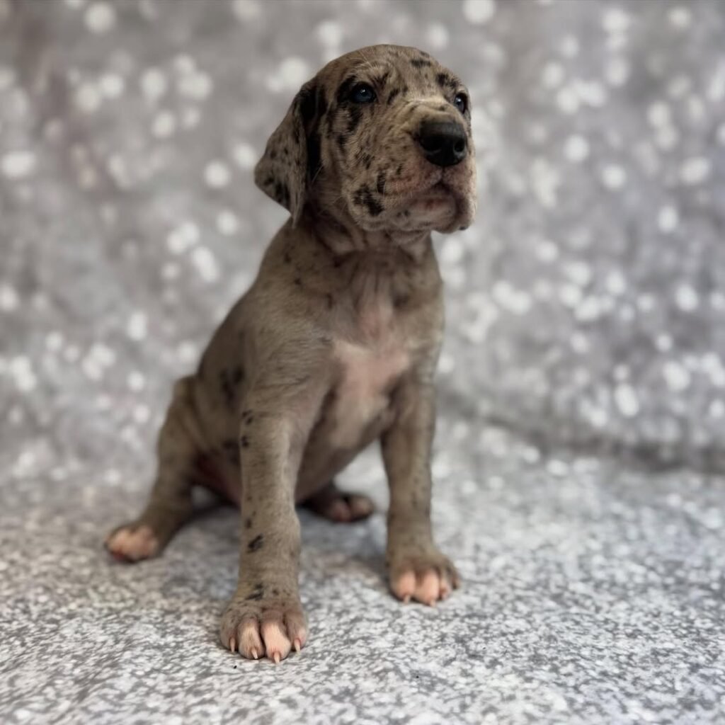 Sydney the Great Dane Great Dane puppy