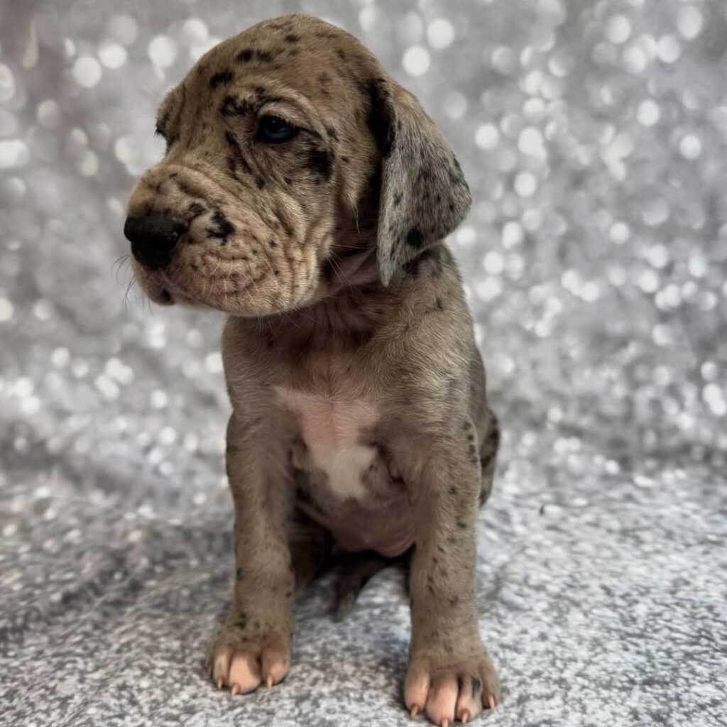 Sydney the Great Dane Great Dane puppy