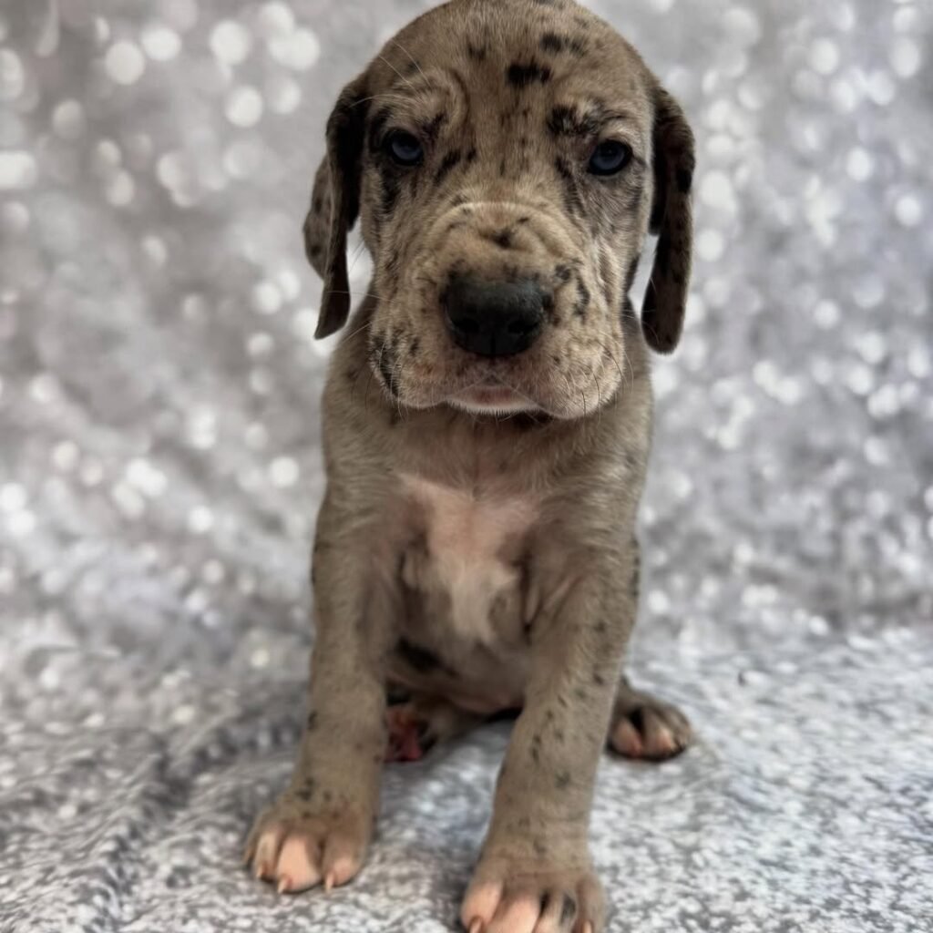Sydney the Great Dane Great Dane puppy